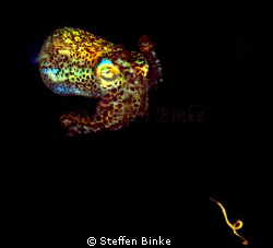 Food? by Steffen Binke 